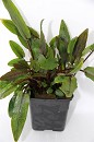 Moederplanten